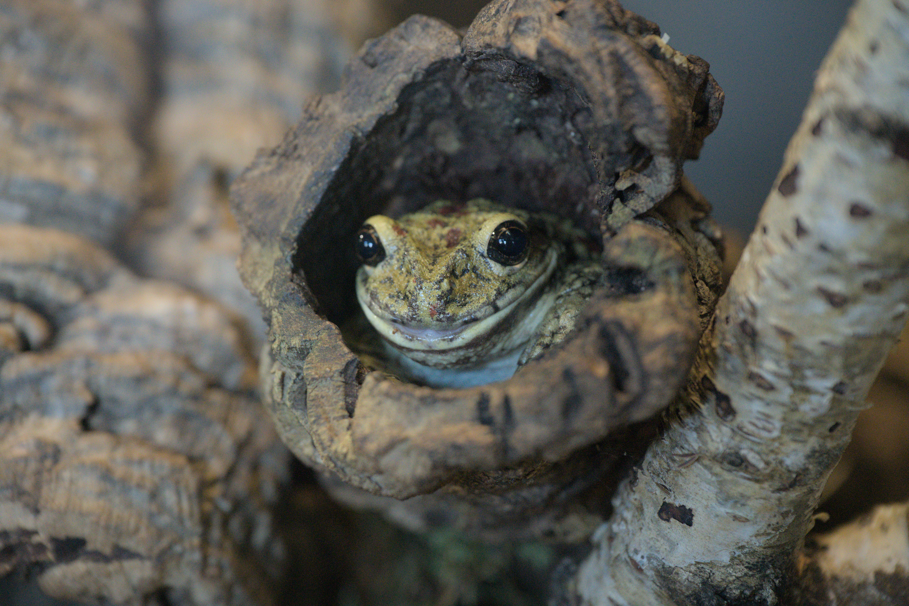 2025/10/12 - zoo/DSC_0168.jpg